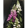 Riolis: Siuvinėjimo rinkinys 1629 Foxgloves