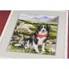 Border Collie siuvinėjimo rinkinys iš RIOLIS Nr.: 1767