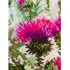 Thistle siuvinėjimo rinkinys iš RIOLIS Nr.: 1852