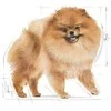 Šunų maistas - Royal Canin Pomeranian Adult sausas 3kg
