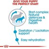 Royal Canin Maxi Starter 15kg
