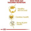 Royal Canin Ragdoll 10kg