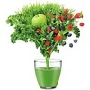 Sulčiaspaudė SAGE SJE430SIL The Nutri Juicer Cold