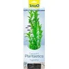 Tetra DecoArt augalas L Hygrophila
