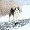 Trixie Walker Active batai šuniui sniege