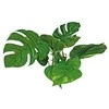 AMTRA ANUBIAS plastikinis augalas 15cm 1vnt