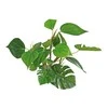 Croci AMTRA ANUBIAS plastikinis augalas 20cm