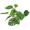 Croci AMTRA ANUBIAS plastikinis augalas 20cm