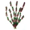 AMTRA FLORA BICOLOUR augalas mažas 13cm 1vnt