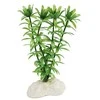 AMTRA ROTALA augalas mažas 13cm 1vnt