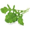 Click &amp; Grow sėklos išmaniajam vazonui - Lapinės garstyčios (SGR19X3) 3vnt.