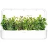 Click and Grow - "Smart Garden" 3 vnt. papildymas - raudonėlio sėklos