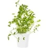 Click and Grow - "Smart Garden" 3 vnt. papildymas - raudonėlio sėklos