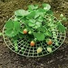 Grąžtas Oem Braškių stovas 30 cm - Sodo atrama - atrama vynmedžiams