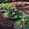 Grąžtas Oem Braškių stovas 30 cm - Sodo atrama - atrama vynmedžiams