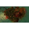 Sony Jagged Alliance Rage! PlayStation 4 Pagrindinis