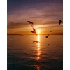 Candido filmas Colour 800/36 CANDIDO800 ()