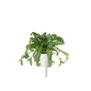 Click And Grow Click &amp; Grow sėklos išmaniajam vazonui - Vainikinė skaistažiedė (SGR81X3) 3vnt.