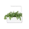 Click And Grow Click & Grow sėklos išmaniajam vazonui - Vainikinė skaistažiedė (SGR81X3) 3vnt.