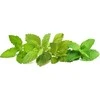 Click & Grow sėklos išmaniajam vazonui - Raminančių arbatinių žolelių mišinys (PPMCTX9) 9vnt.
