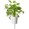 Click & Grow Plant Pod Steak Mix 9 vnt