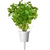 Click &amp; Grow sėklos išmaniajam vazonui - Žolelės mėsai, 9vnt.