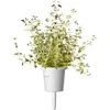 Click & Grow sėklos išmaniajam vazonui - Žolelės mėsai, 9vnt.