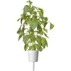 Click And Grow Click &amp; Grow sėklos išmaniajam vazonui - Citrininis bazilikas (SGR100X3) 3vnt.
