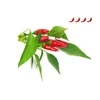 Click &amp; Grow sėklos išmaniajam vazonui - Piri Piri čili pipirai (SGR67X3) 3vnt.