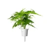 Click &amp; Grow sėklos išmaniajam vazonui - Plunksnašakis smidras (SGR80X3) 3vnt.