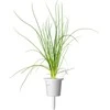 „Click &amp; Grow Smart Garden“ papildymas žaliesiems svogūnams, 3 vnt.