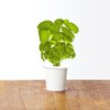 Click and Grow Smart Home 3 vnt. papildymas - bazilikų sėklos