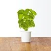 Click and Grow Smart Home 3 vnt. papildymas - bazilikų sėklos