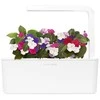 Click & Grow Smart Garden papildymas Busy Lizzie 3 vnt