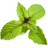 Click and Grow 3 vnt. papildymas - bazilikų sėklos (Cinnamon Basil)