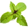 Click and Grow 3 vnt. papildymas - bazilikų sėklos (Cinnamon Basil)