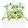 Click & Grow Smart Garden pildymas Cornflower 3vnt