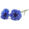 Click & Grow Smart Garden pildymas Cornflower 3vnt