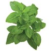 Click and Grow 3 vnt. papildymas - nykštukinio baziliko sėklos (Dwarf basil)