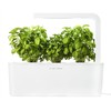 Click and Grow 3 vnt. papildymas - nykštukinio baziliko sėklos (Dwarf basil)