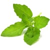 Click &amp; Grow sėklos išmaniajam vazonui - Bazilikas (Holy Basil) 3vnt.