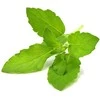 Click & Grow sėklos išmaniajam vazonui - Bazilikas (Holy Basil) 3vnt.