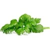 Click And Grow Click & Grow sėklos išmaniajam vazonui - Lapiniai salierai (SGR97X3) 3vnt.