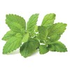 Click and Grow 3 vnt. papildymas - vaistinės melisos sėklos (lemon balm)