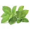 Click and Grow 3 vnt. papildymas - vaistinės melisos sėklos (lemon balm)