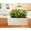 Click and Grow 3 vnt. papildymas - vaistinės melisos sėklos (lemon balm)
