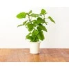 Click and Grow 3 vnt. papildymas - vaistinės melisos sėklos (lemon balm)