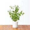 Click &amp; Grow sėklos išmaniajam vazonui - Mairūnas, 3vnt.