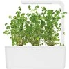 Click &amp; Grow sėklos išmaniajam vazonui - Mairūnas, 3vnt.