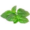 Click And Grow Click &amp; Grow sėklos išmaniajam vazonui - Kvapusis bazilikas (SGR99X3) 3vnt.